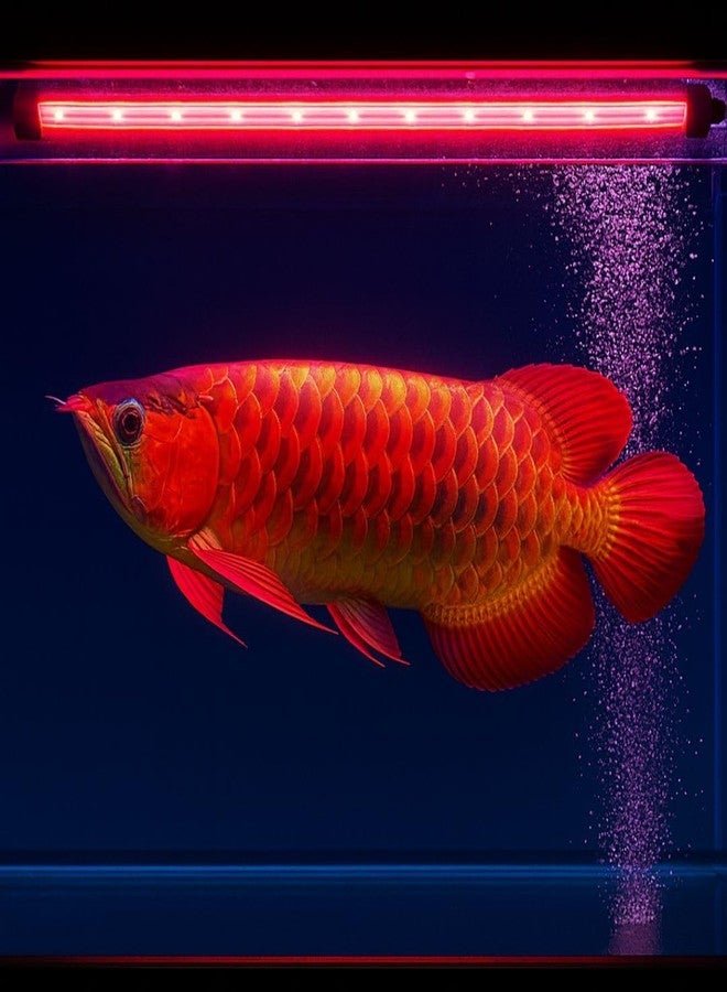 VAYINATO Solar Colour Booster Aquarium LED Light - Tanning Pro Fish Color Enhancing Lamp | Professional Aquarium Lighting for Arowana, Channas, Cichlids, Flowerhorn (L-100 (Suitable for 100 Cm Tank)) - Image 5